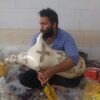 نی انبان حرفه ای بز ایرانی – نی انبان
