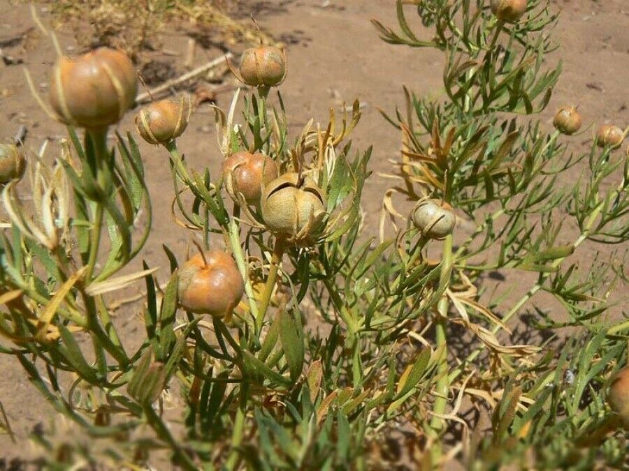اسپند (سدیم سوری) – ۵۰۰ گرم