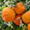 دمنوش گیاهی ممتاز گلبرگ‌های خشک پرتقال تلخ برای چای ۸۰۰ گرم