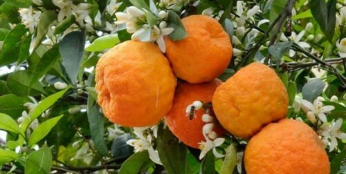 دمنوش گیاهی ممتاز گلبرگهای خشک پرتقال تلخ برای چای ۸۰۰ گرم