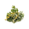 افسنطین خشک (Artemisia absinthium) – 600 گرم گیاهی تلخ