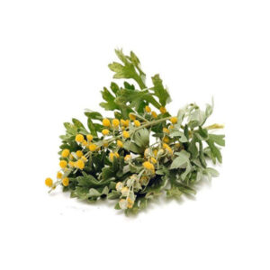 افسنطین خشک (Artemisia absinthium) – 600 گرم گیاهی تلخ