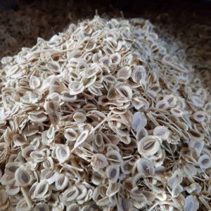 دانه‌های خشک شده‌ی انجدان رومی – ادویه‌ی آشپزی ممتاز ۶۰۰ گرمی