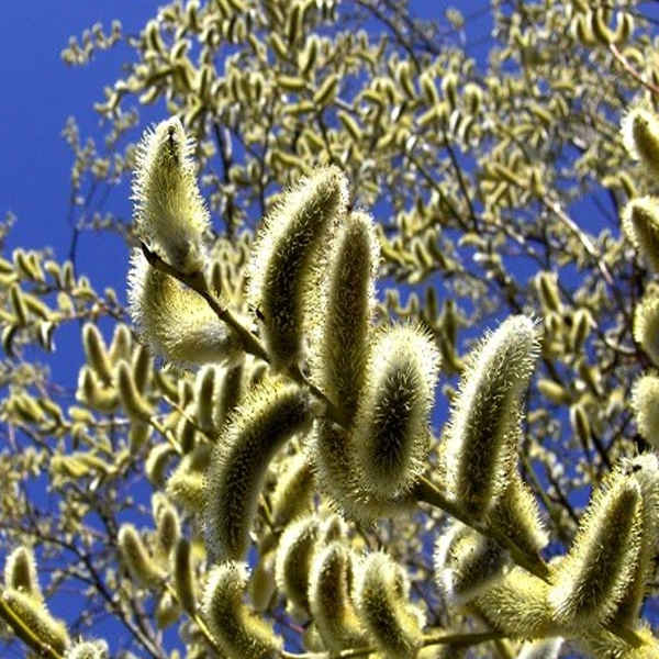 بیدمشک خشک شده – ۱۰۰٪ طبیعی و ارگانیک