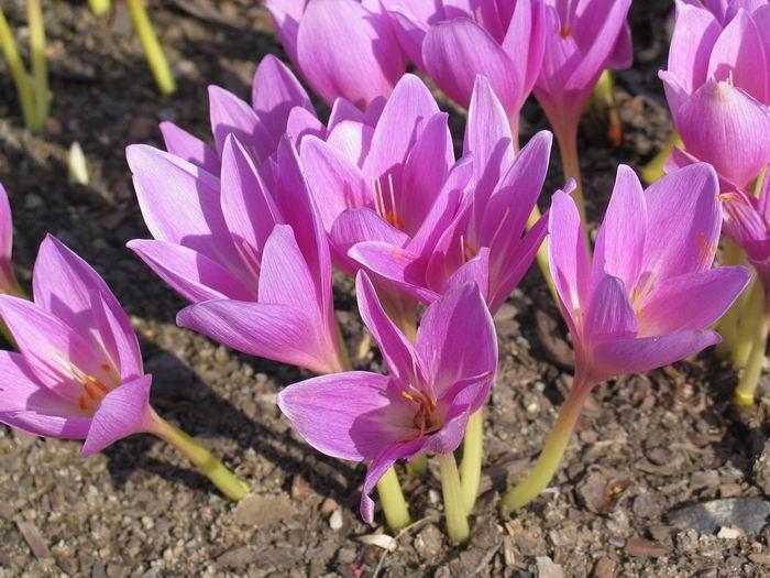 سورنجان خشک شده، گل کلم شیرین – 100 گرم، داروی گیاهی ممتاز