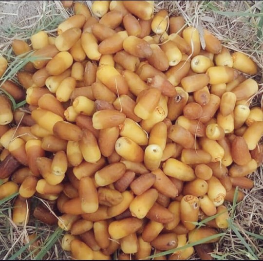 خرما المهتری ایرانی ارگانیک – خرما خشک زودرس شیرین و سنتی – ۲۰۰۰ گرم