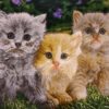 تابلو فرش دستباف ایرانی از بچه گربه های تبریز