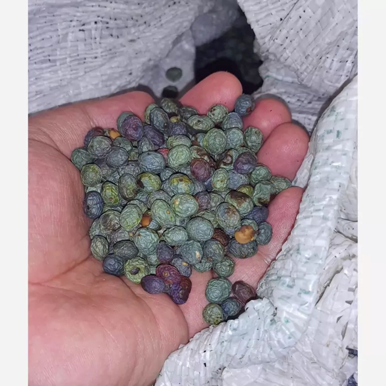 پسته خام کردی – پسته وحشی کوهستانی، بنه آتلانتیکا – ۱۰۰۰ گرم