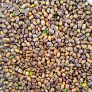 پسته کردی پوست کنده – پسته وحشی کوهستانی، بنه آتلانتیکا – ۱۰۰۰ گرم