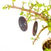 Bohemian Wooden Earring – Lightweight Handmade Jewelry for Nature Lovers (4)